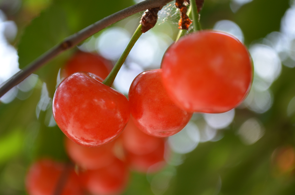 Cherries on the cherry trees in the Demonstration Garden.