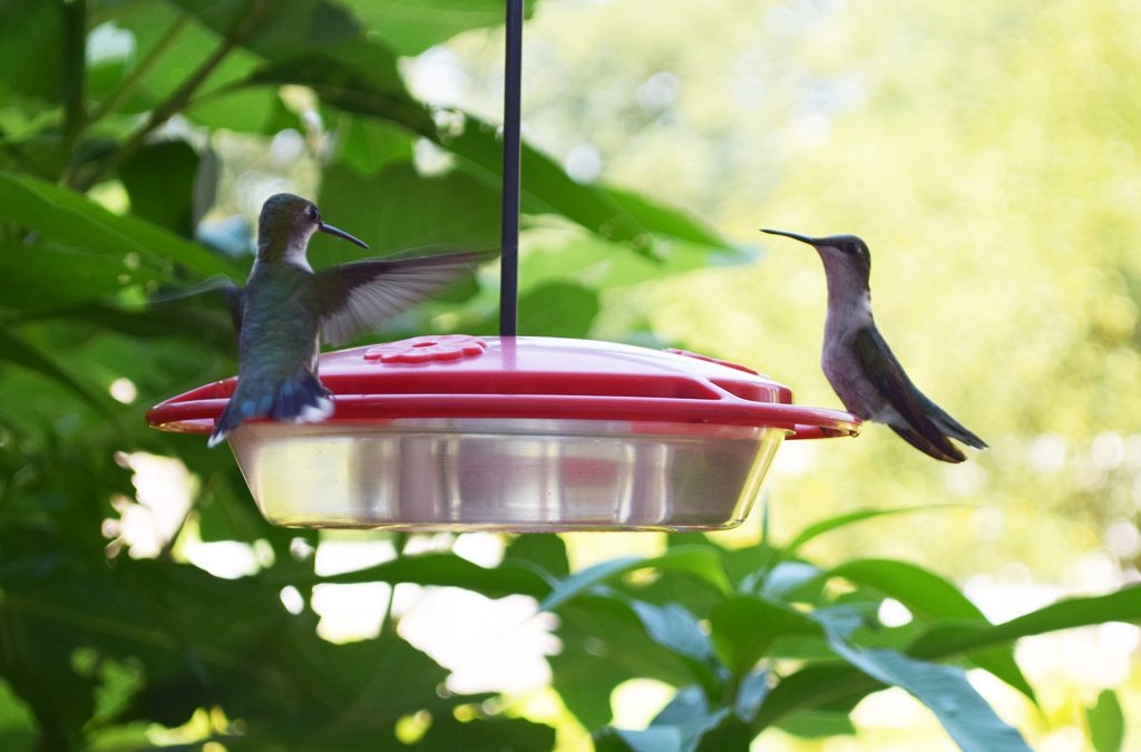 Photos: Hummingbirds