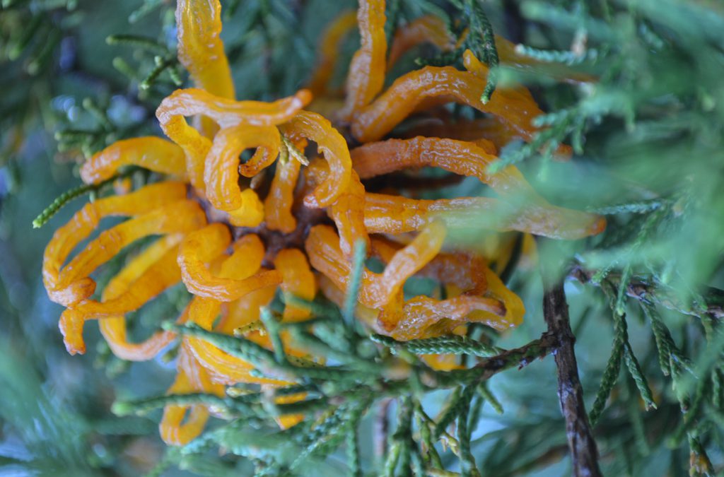 Apple Cedar Rust:  What on Earth is It and Why Does It Matter?