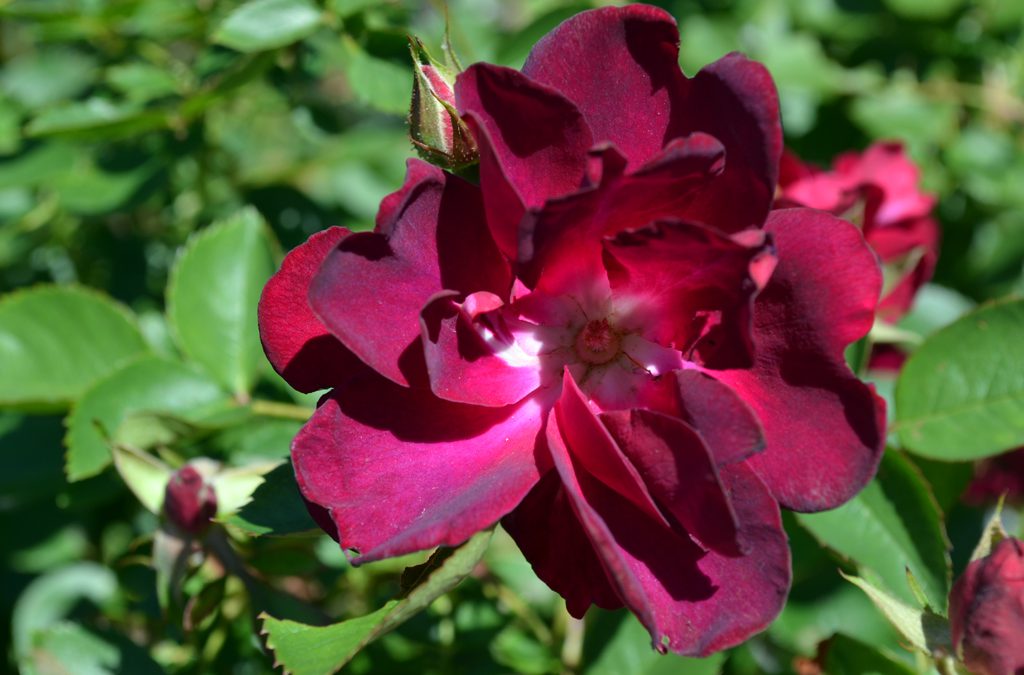 May Flowers
