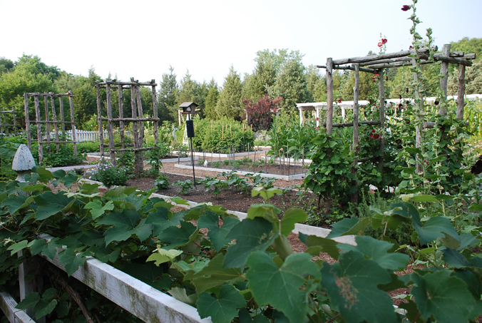 Summer Greens from the Colonial Garden