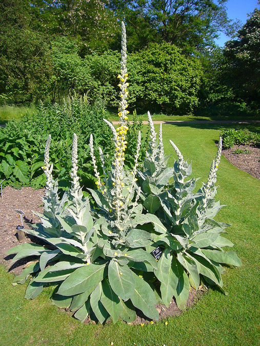 Our Ever Evolving Relationship with Plants