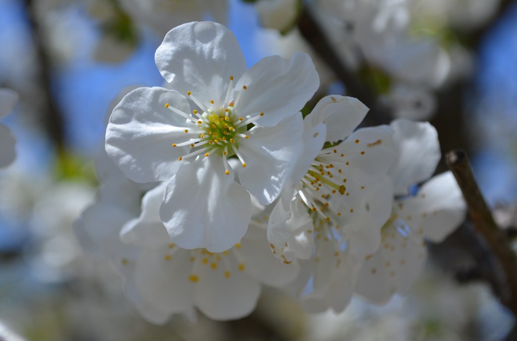 Photos: Flowers at Ferry Farm