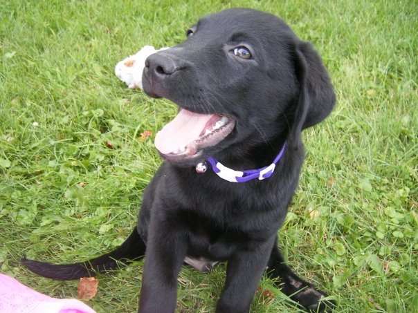 How the Enlightenment Transformed Dogs into Pets