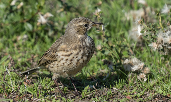 Surveying the Bird Life at George Washington’s Ferry Farm