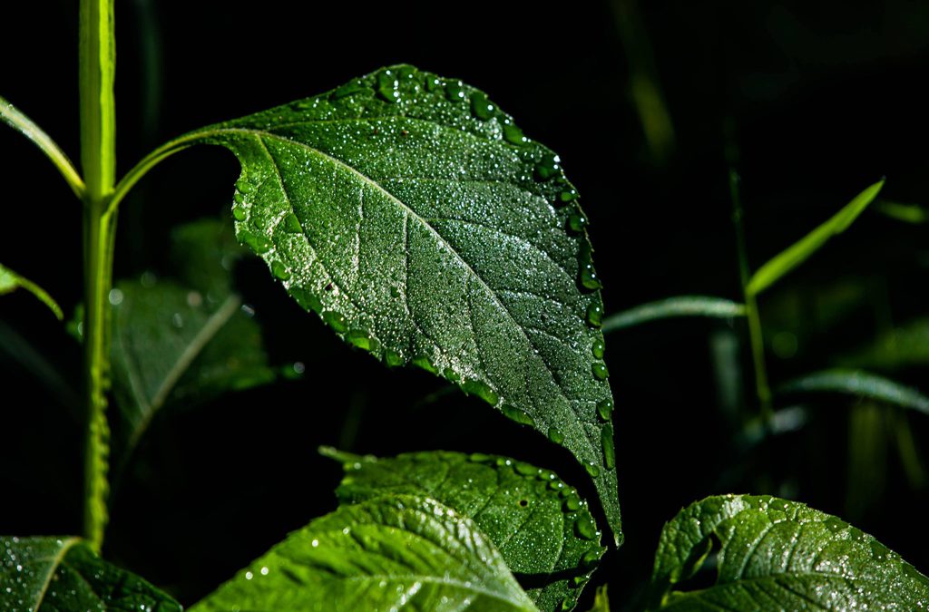 The Flora and Fauna of Ferry Farm [Photos]
