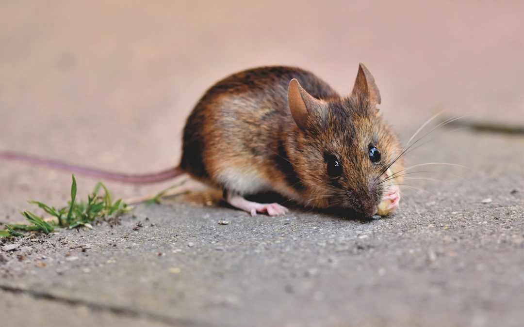 Of Mice and Men: A brief exploration of rodents’ history in America