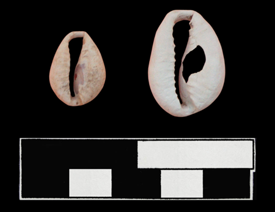 Cowrie Shells: Cultural and Economic Ties in the 18th-Century Atlantic World 
