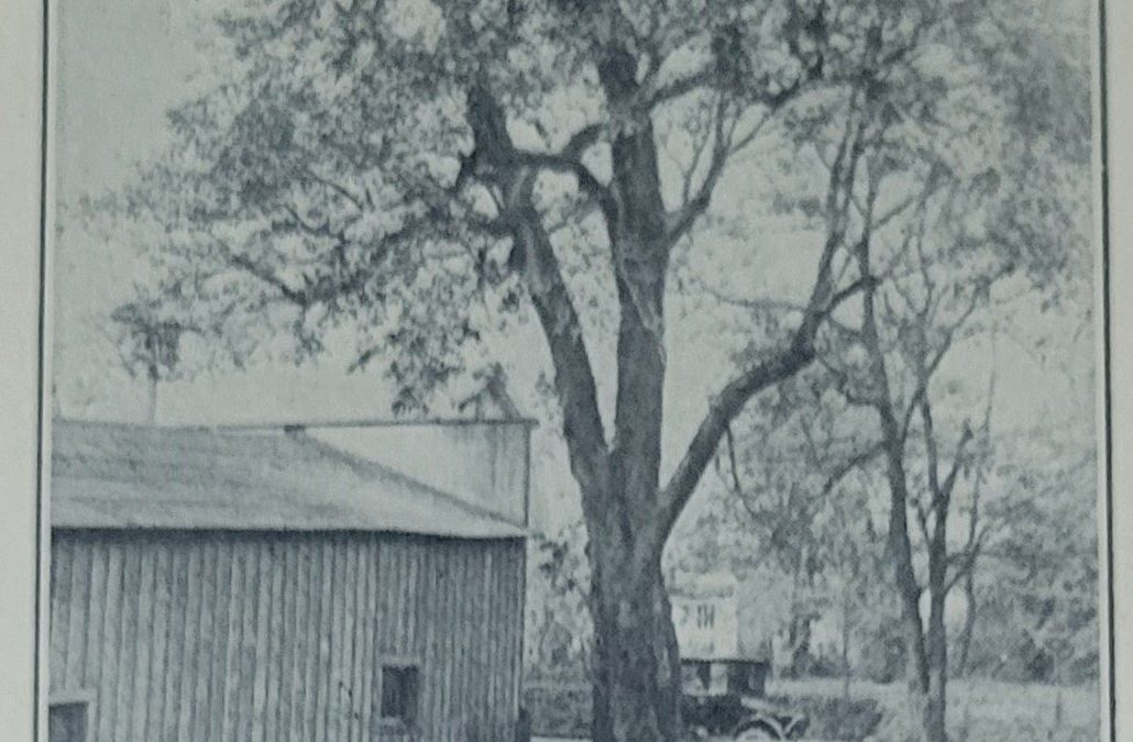 The Last of Washington’s Horse Chestnut Trees?